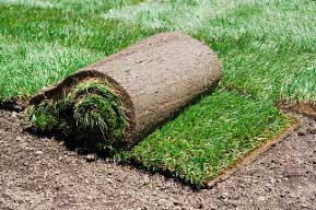 sod replacement