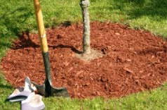 protective organic mulch at base of tree